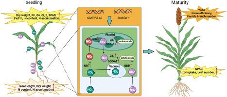 Comparative phenotypic and transcriptomic analysis reveals genotypic differences in nitrogen use efficiency in sorghum