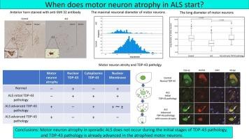 Morphometric analysis of spinal motor neuron degeneration in sporadic amyotrophic lateral sclerosis