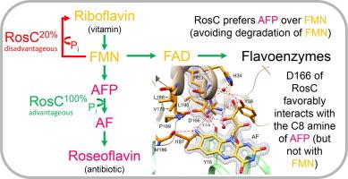 The Phosphatase RosC from Streptomyces davaonensis is Used for Roseoflavin Biosynthesis and has Evolved to Largely Prevent Dephosphorylation of the Important Cofactor Riboflavin-5′-phosphate