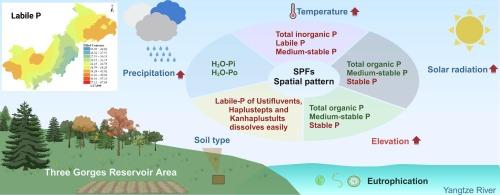 Environmental influences on soil phosphorus dynamics and eutrophication risks in the Three Gorges reservoir Area, Chongqing section