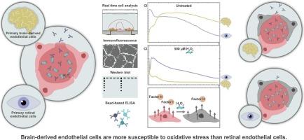 Inter-tissue differences in oxidative stress susceptibility reveal a less stable endothelial barrier in the brain than in the retina