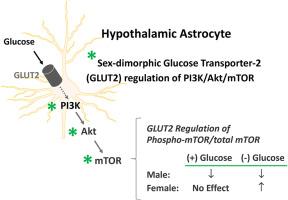 Sex-dimorphic effects of glucose transporter-2 gene knockdown on hypothalamic primary astrocyte phosphoinositide-3-kinase (PI3K)/protein kinase B (PKB/Akt)/mammalian target of rapamycin (mTOR) cascade protein expression and phosphorylation