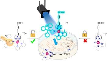 Ru-terpyridine complexes containing clotrimazole as potent photoactivatable selective antifungal agents