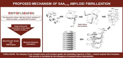 Key charged residues influence the amyloidogenic propensity of the helix-1 region of serum amyloid A