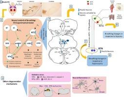 Nucleus of the solitary tract neuronal degeneration and impaired hypoxia response in a model of Parkinson's disease