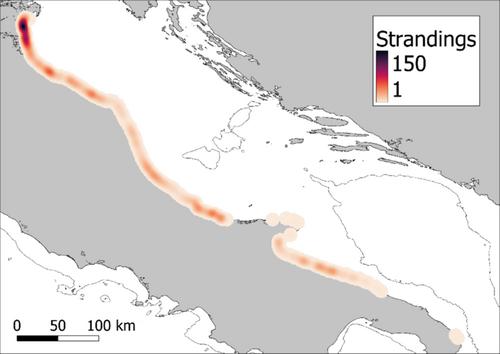 Speaking Deads: Sea Turtle Mortality Areas and Fisheries Overlaps Identified Through Backtracking of Stranded Carcasses in the Adriatic Sea