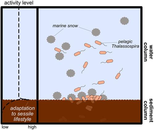 Genomic stasis over millions of years in subseafloor sediment