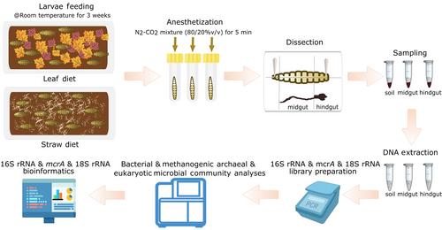 Three-domain microbial communities in the gut of Pachnoda marginata larvae: A comparative study revealing opposing trends in gut compartments