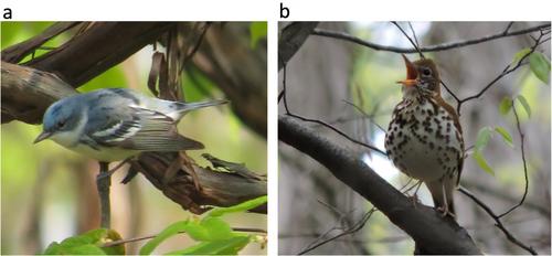 Performance of unmarked abundance models with data from machine-learning classification of passive acoustic recordings