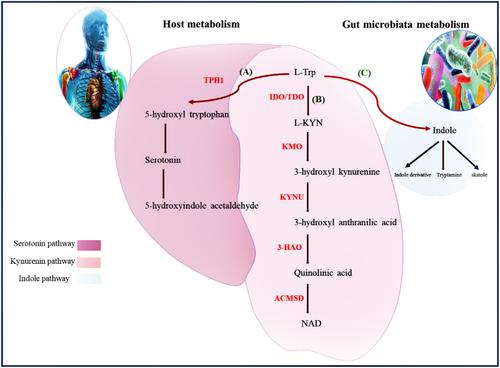 The role of tryptophan metabolism and tolerogenic dendritic cells in maintaining immune tolerance: Insights into celiac disease pathogenesis