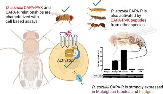 Functional expression and characterization of CAPA receptor in the digestive tract and life stages of Drosophila suzukii, and differential activities with insect PRXamide peptides