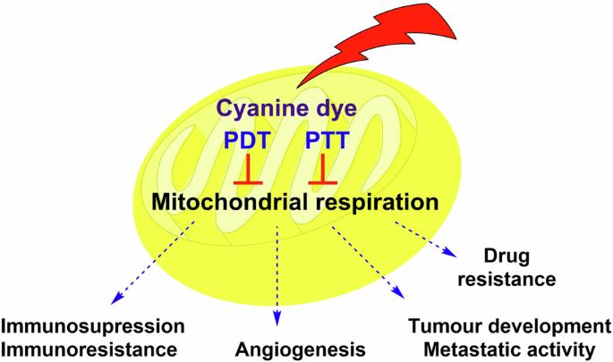 Cyanine dyes in the mitochondria-targeting photodynamic and photothermal therapy