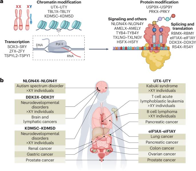 Sex chromosome-encoded protein homologs: current progress and open questions