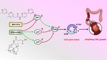 Synergisitic anti-colorectal cancer effects of WNT974 combined with artesunate via cooperative regulation of p21, p27, and AKT