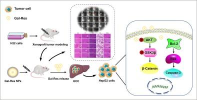 Evaluation of 3-O-β-D-galactosylated resveratrol-loaded polydopamine nanoparticles for hepatocellular carcinoma treatment