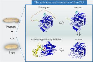 Insights into the activation mechanism of Bm-CPA: Implications for insect molting regulation