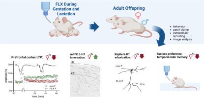 Maternal fluoxetine impairs synaptic transmission and plasticity in the medial prefrontal cortex and alters the structure and function of dorsal raphe nucleus neurons in offspring mice