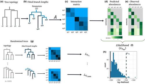 Phylogeny structures species' interactions in experimental ecological communities