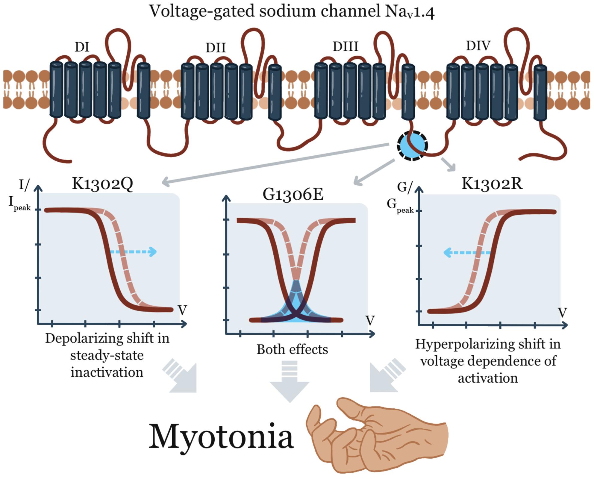 Diverse biophysical mechanisms in voltage-gated sodium channel Nav1.4 variants associated with myotonia