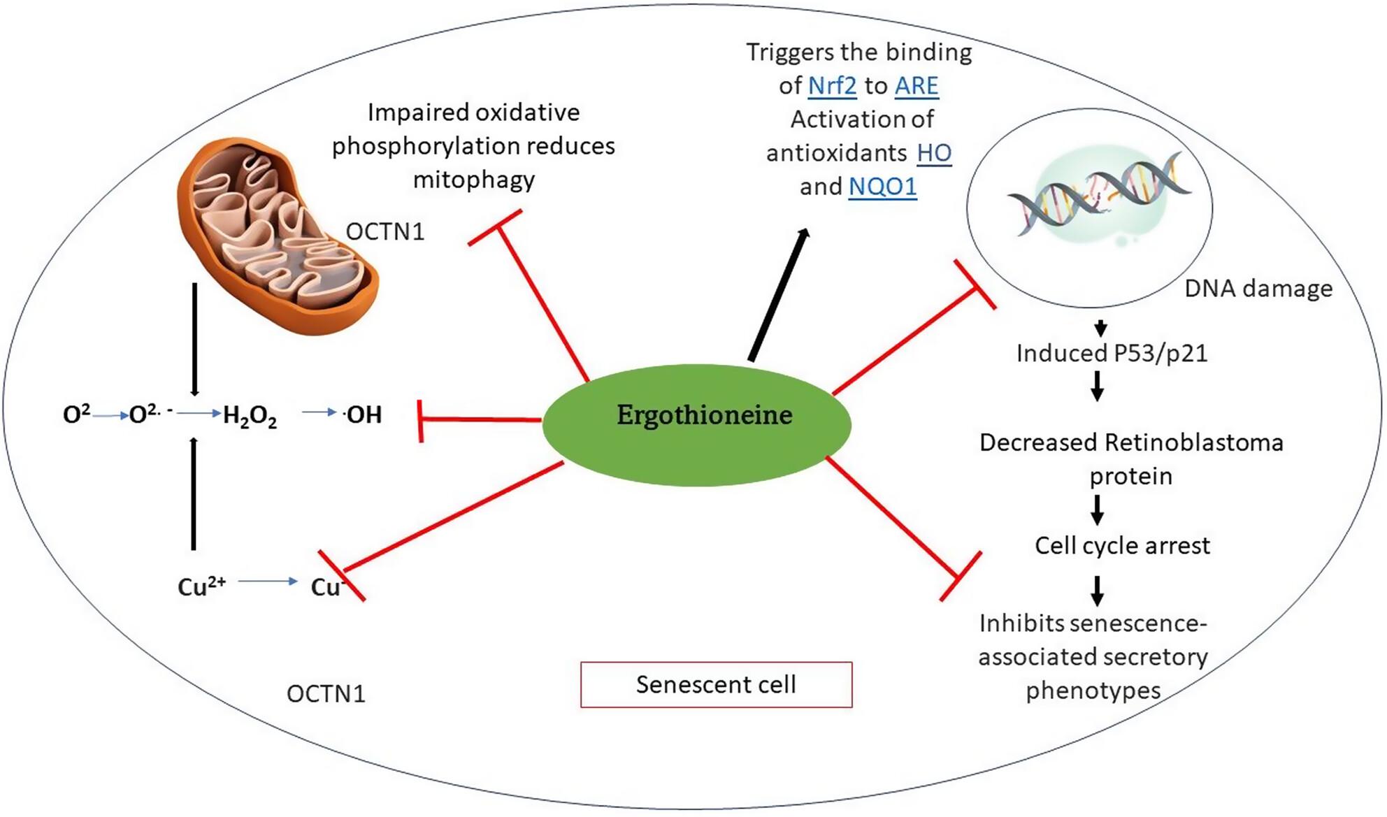 Occurrence, dietary sources, quantification and bioactivities of natural antioxidant ergothioneine – A longavity vitamin?