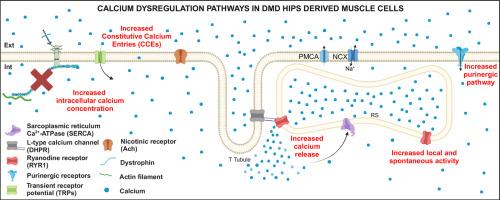 Duchenne muscular dystrophy skeletal muscle cells derived from human induced pluripotent stem cells recapitulate various calcium dysregulation pathways