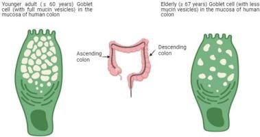 Age-related decline in goblet cell numbers and mucin content of the human colon: Implications for lower bowel functions in the elderly