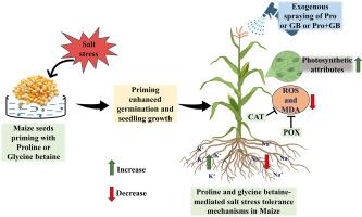 Proline and glycine betaine: A dynamic duo for enhancing salt stress resilience in maize by regulating growth, Stomatal size, and Oxidative stress responses