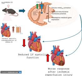 Cardiac overexpression of a mitochondrial SUR2A splice variant impairs cardiac function and worsens myocardial ischemia reperfusion injury in female mice