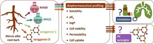 Biopharmaceutical profiling of anti-infective sanggenons from Morus alba root bark for inhalation administration