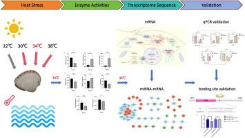 Transcriptomic analysis of mRNA and miRNA reveals new insights into the regulatory mechanisms of Anadara granosa responses to heat stress