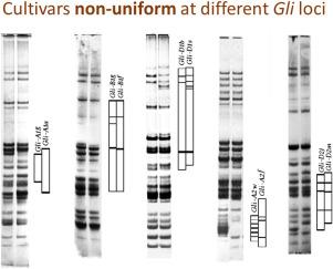 Alleles at the GLI loci are reliable genetic markers with great resolution