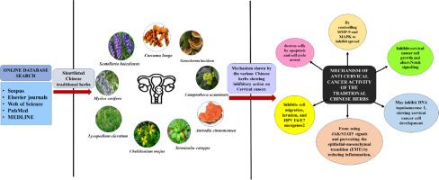 Unveiling the potential of Chinese herbs in combating cervical cancer: Understanding their mechanisms of action and herbal formulations