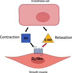 Basal release and relaxation responses to 6-nitrodopamine in swine carotid, coronary, femoral, and renal arteries