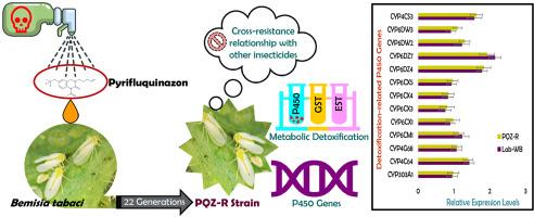 Biochemical and molecular characterization of pyrifluquinazon resistance in Bemisia tabaci Asia I