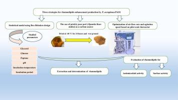 Enhanced low-cost optimization strategies for antimicrobial rhamnolipid production by Pseudomonas aeruginosa PAO1