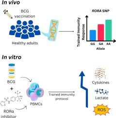 RORα negatively regulates BCG-induced trained immunity