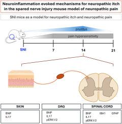 Neuroinflammation evoked mechanisms for neuropathic itch in the spared nerve injury mouse model of neuropathic pain