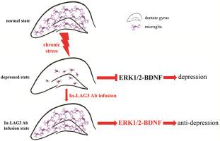 Intranasal LAG3 antibody infusion induces a rapid antidepressant effect via the hippocampal ERK1/2-BDNF signaling pathway in chronically stressed mice