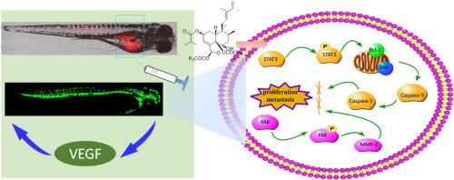 Bucidarasin A suppresses the proliferation and metastasis of HCC by targeting the FAK and STAT3 pathways