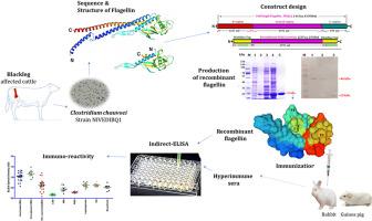 Production of highly soluble and immuno-reactive recombinant flagellin protein of Clostridium chauvoei