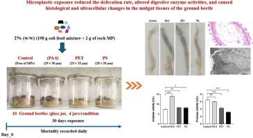 Microplastic exposure reduced the defecation rate, altered digestive enzyme activities, and caused histological and ultracellular changes in the midgut tissues of the ground beetle (Blaps polychresta)