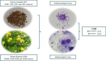 Semen Cannabis and Oleum Hyperici: Antileishmanial activity against Leishmania tropica promastigotes and intracellular amastigotes