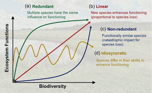 Linking biodiversity and biotic interactions to ecosystem functioning