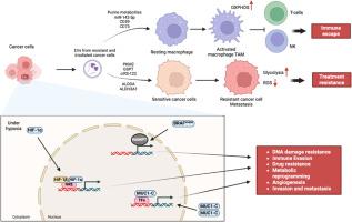 A mini-review-cancer energy reprogramming on drug resistance and immune response