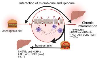 Targeted and untargeted lipidomics with integration of liver dynamics and microbiome after dietary reversal of obesogenic diet targeting inflammation-resolution signaling in aging mice