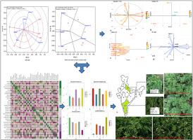 Study of genotype × environment interaction on the morphological and chemical features of geranium (Pelargonium graveleons L'Her Ex Ait.)