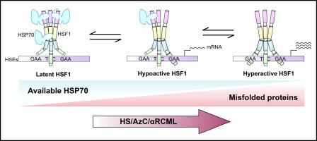 Protein Misfolding Releases Human HSF1 from HSP70 Latency Control