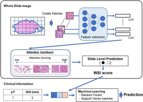 Predicting lymph node recurrence in cT1-2N0 tongue squamous cell carcinoma: collaboration between artificial intelligence and pathologists