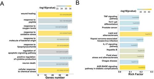 Safflower Alleviates Pulmonary Arterial Hypertension by Inactivating NLRP3: A Combined Approach of Network Pharmacology and Experimental Verification