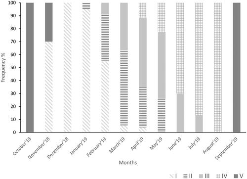 Reproductive cycle of the temperate sea cucumber Holothuria tubulosa in the northeastern Aegean Sea